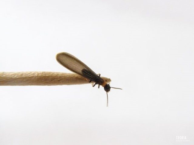 5月の羽アリは この時期の羽アリを徹底考察 シロアリ1番