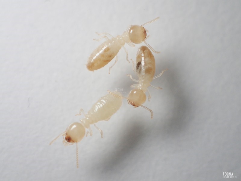ヤマトシロアリの職蟻