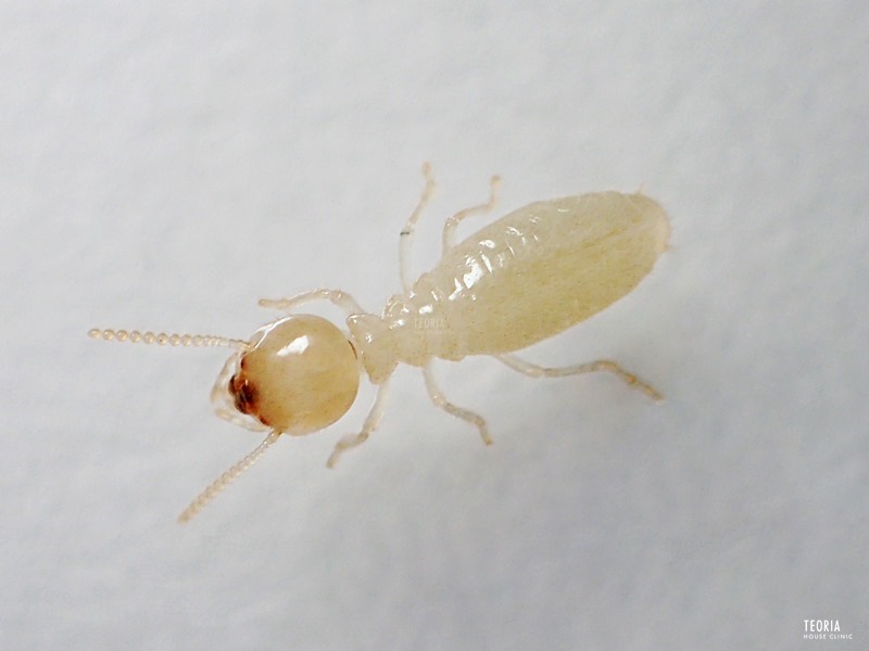 ヤマトシロアリの職蟻