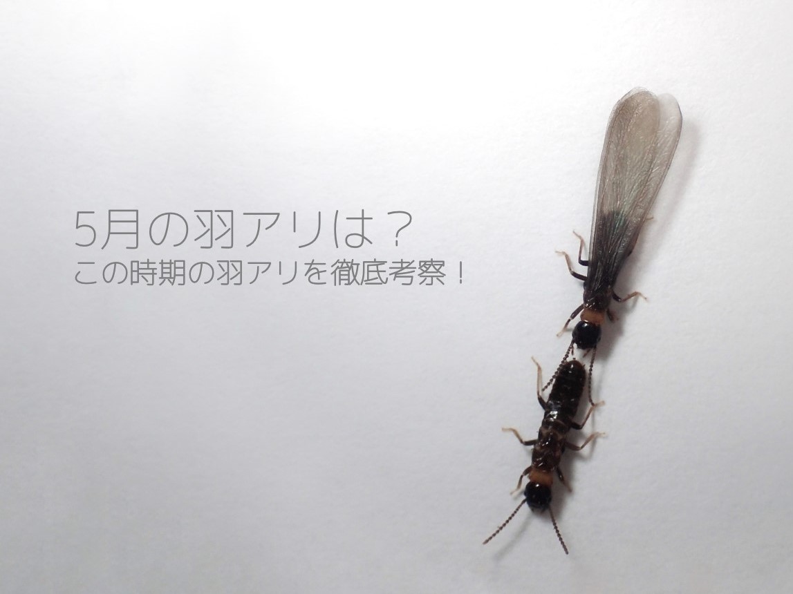 5月の羽アリは この時期の羽アリを徹底考察 シロアリ1番