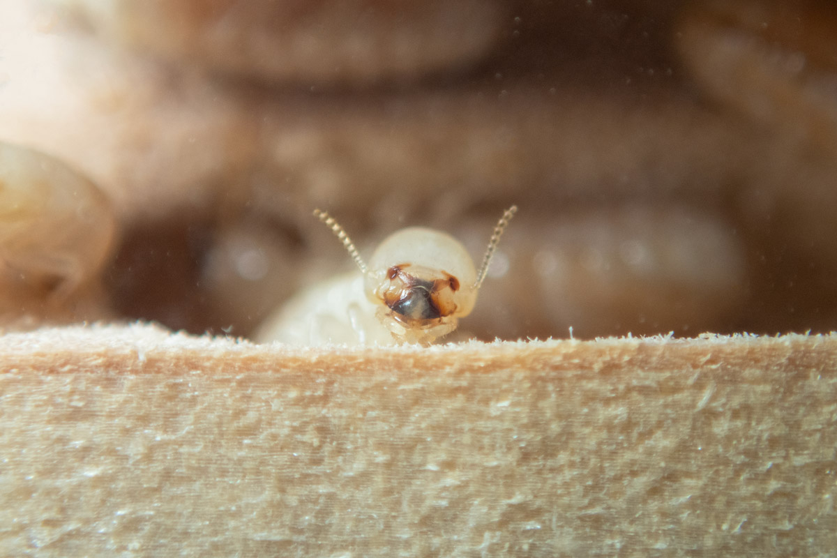 アメリカカンザイシロアリの擬職蟻