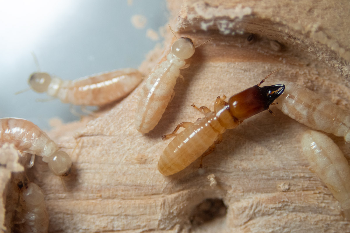 乾材シロアリの兵蟻と擬職蟻
