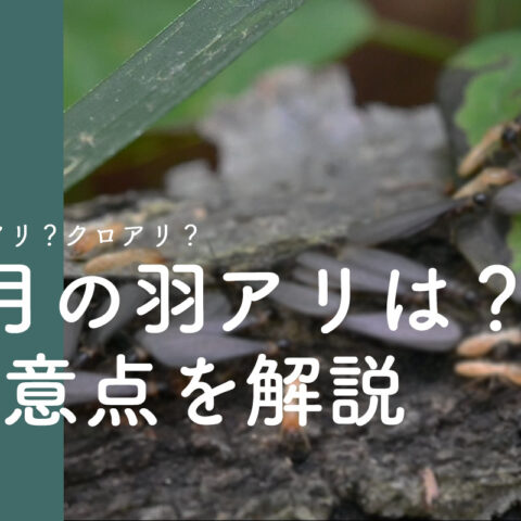 コラムタイトル