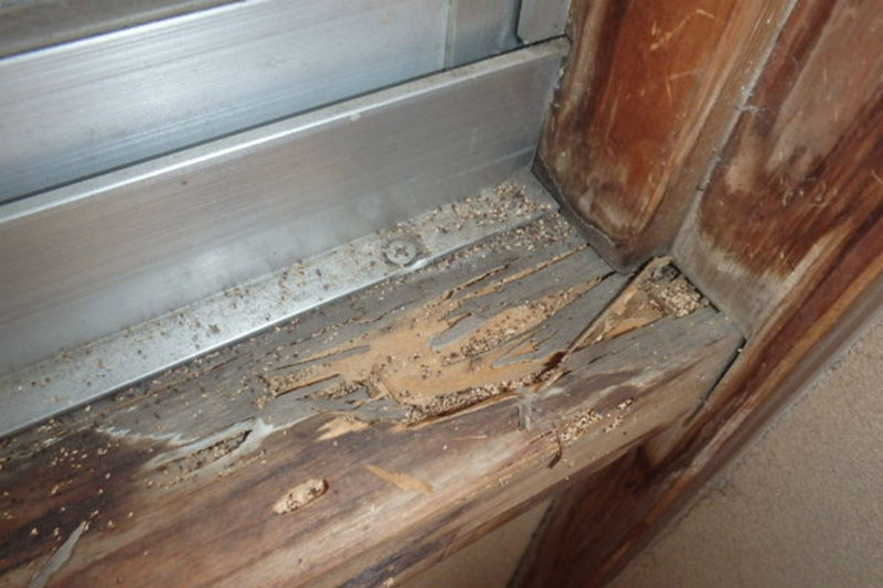 窓枠のアメリカカンザイシロアリ被害