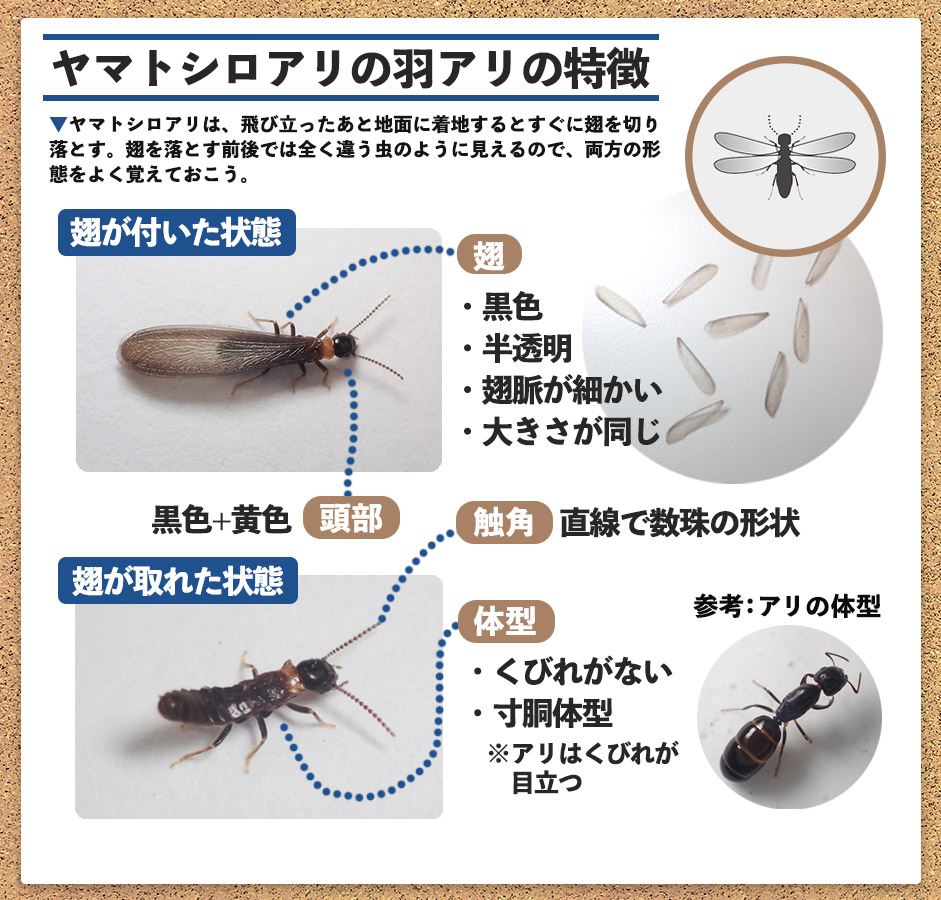 ヤマトシロアリの羽アリの特徴