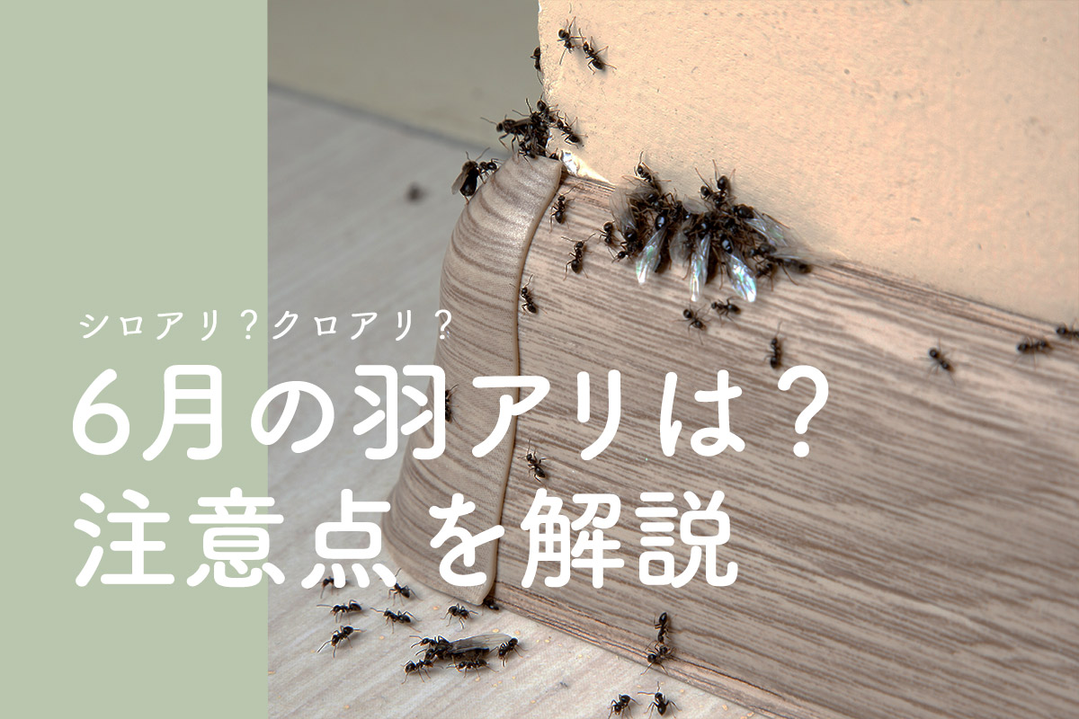 6月の羽アリは建物に害がある！？この時期の羽アリを徹底考察