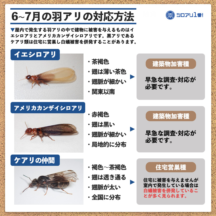 6〜7月の羽アリ対処法