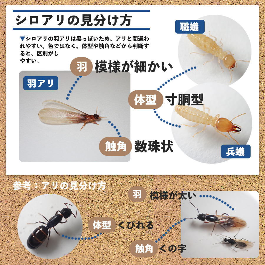 シロアリとアリの見分け方