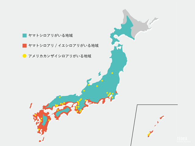 日本でのアメリカカンザイシロアリの生息地域