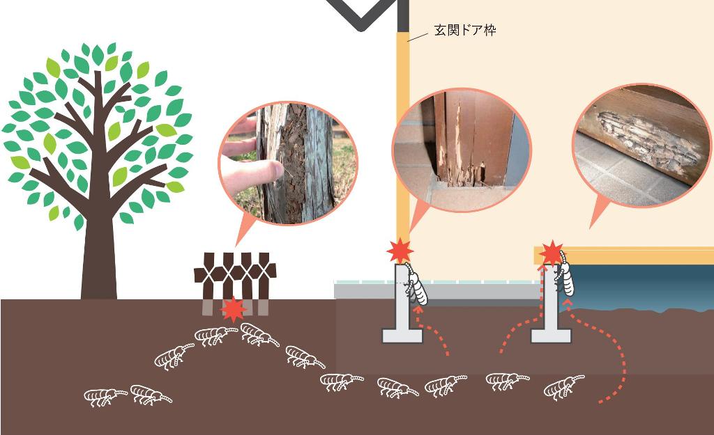 シロアリの侵入経路