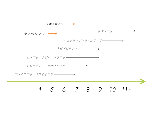 羽アリのシーズン