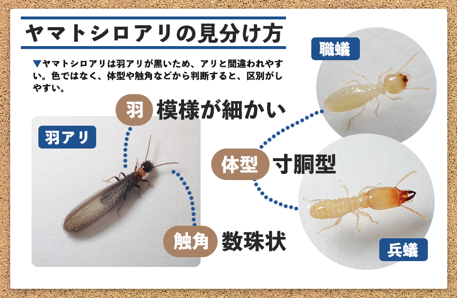 ヤマトシロアリの見分け方