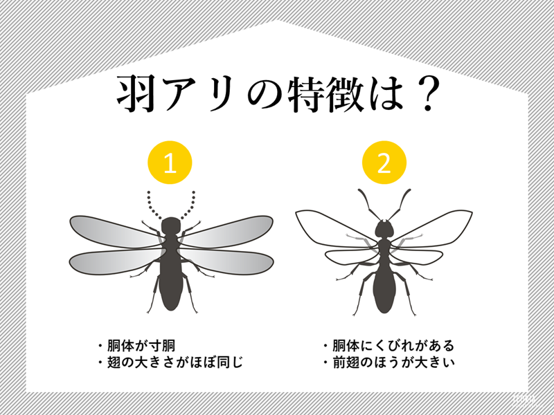 羽アリを見つけたら取るべき行動まとめ シロアリ1番