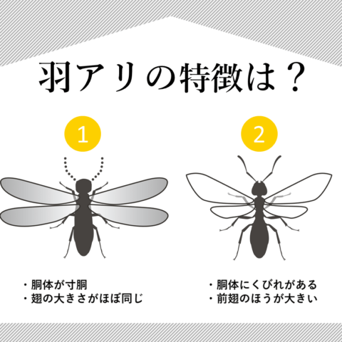 羽アリの特徴