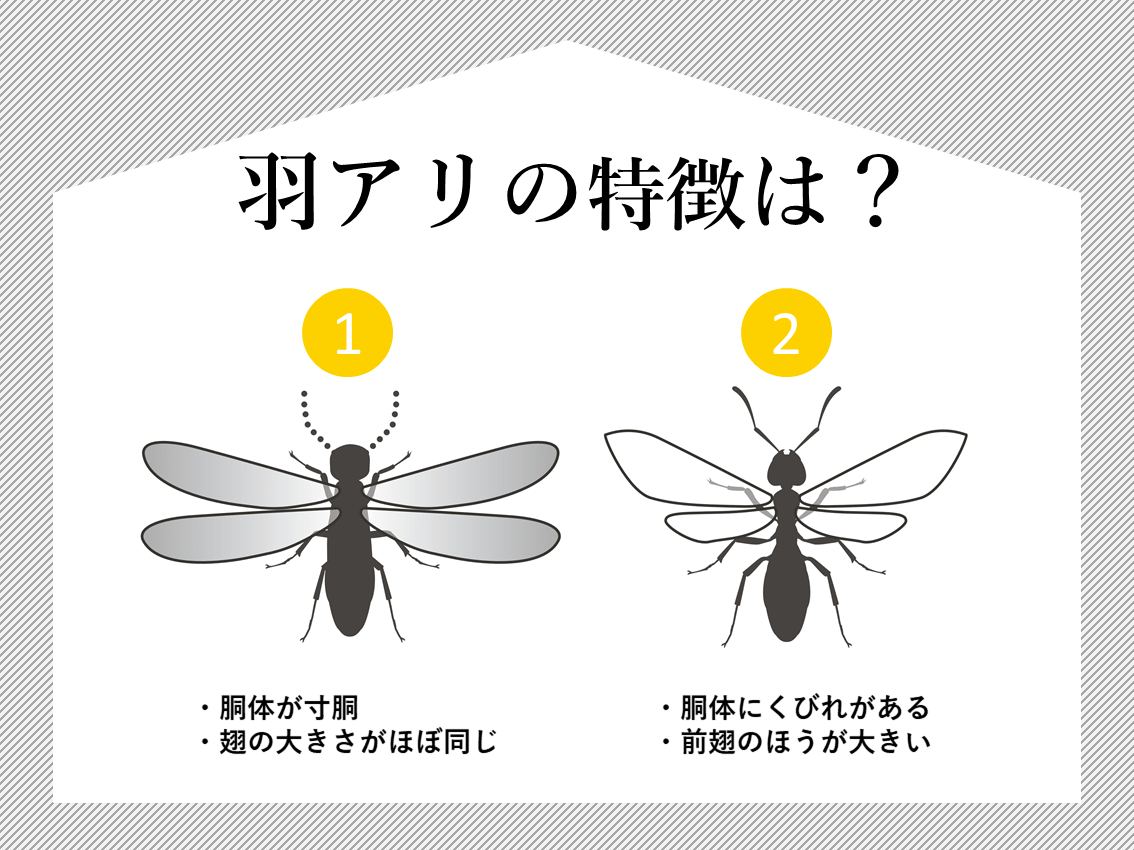 羽アリを見つけたら取るべき行動まとめ｜シロアリ1番！