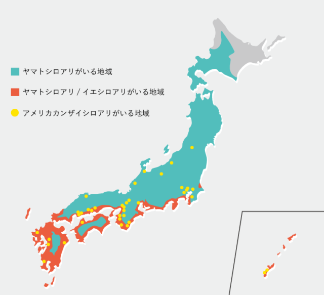 シロアリの分布図