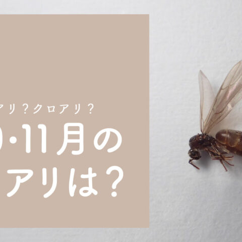 10月の羽アリタイトル