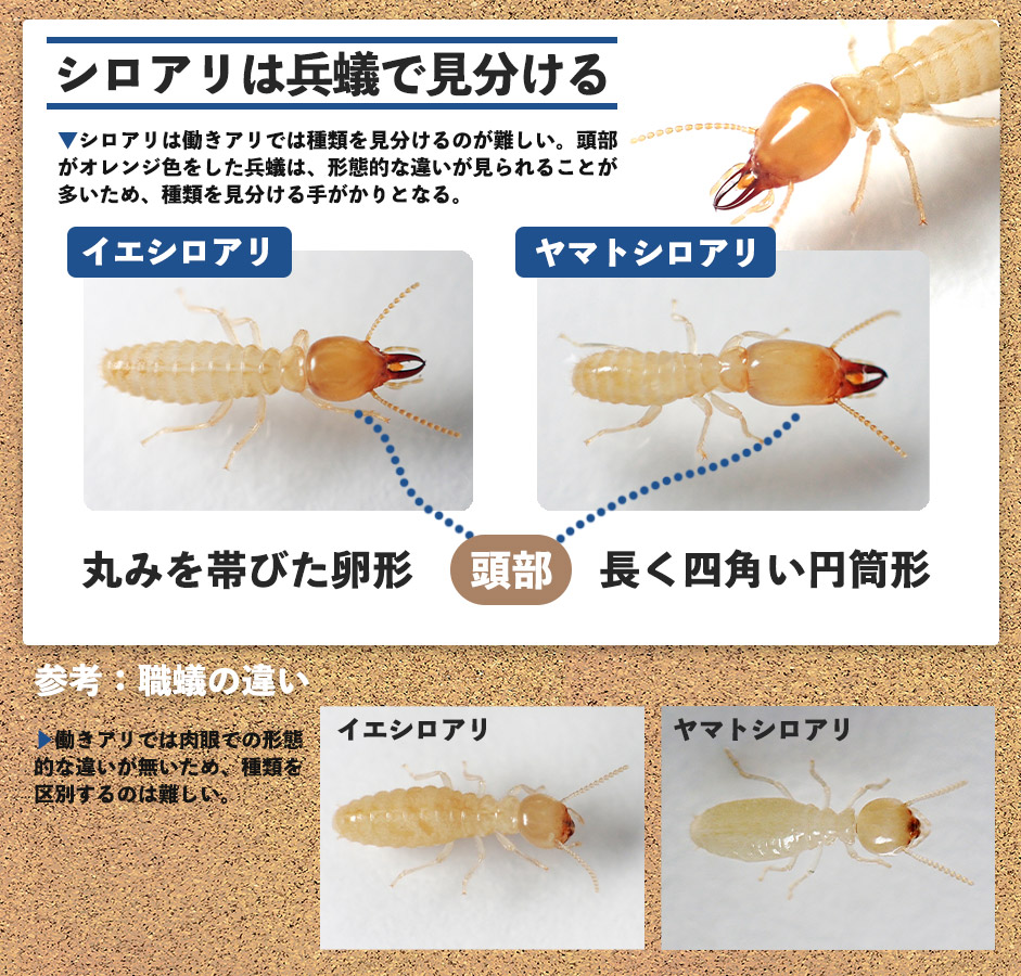 イエシロアリとヤマトシロアリの区別