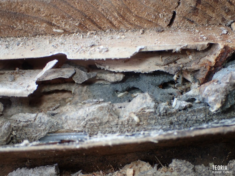 シロアリが生息する木材