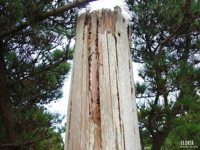 挿し木のシロアリ被害