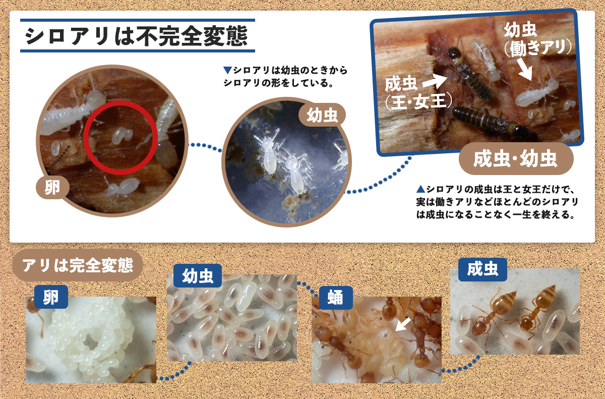 シロアリとアリの成長の違い