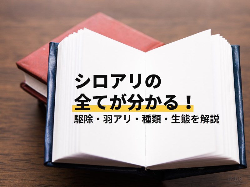 シロアリの全てが分かる