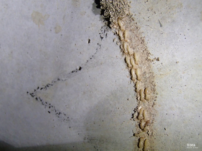 シロアリの蟻道