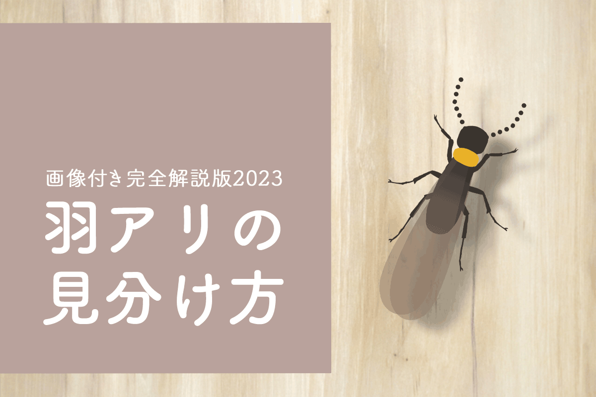 羽アリの見分け方【画像付き完全解説版】｜アリ？シロアリ？｜シロアリ