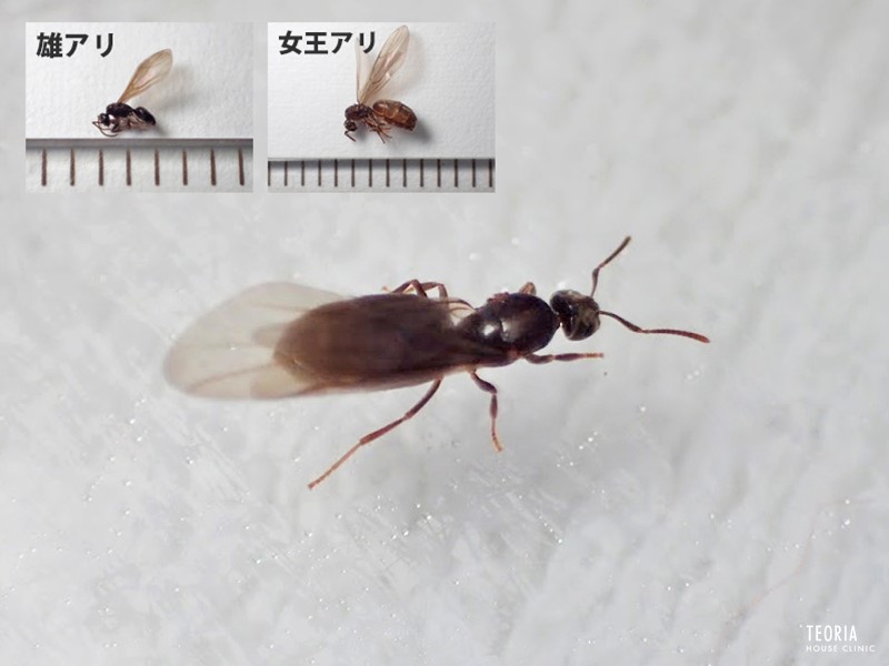 羽アリの見分け方 画像付き完全解説版 蟻 シロアリ シロアリ1番