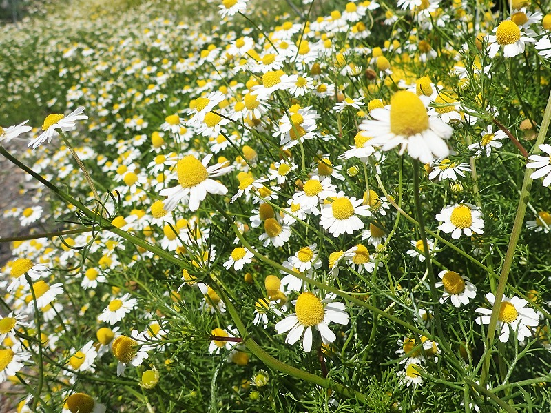 除虫菊