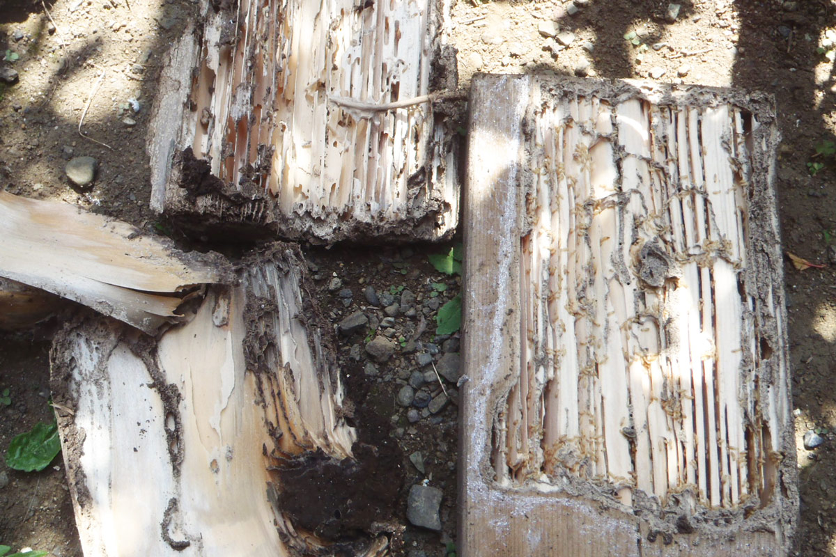 シロアリによって分解された木材