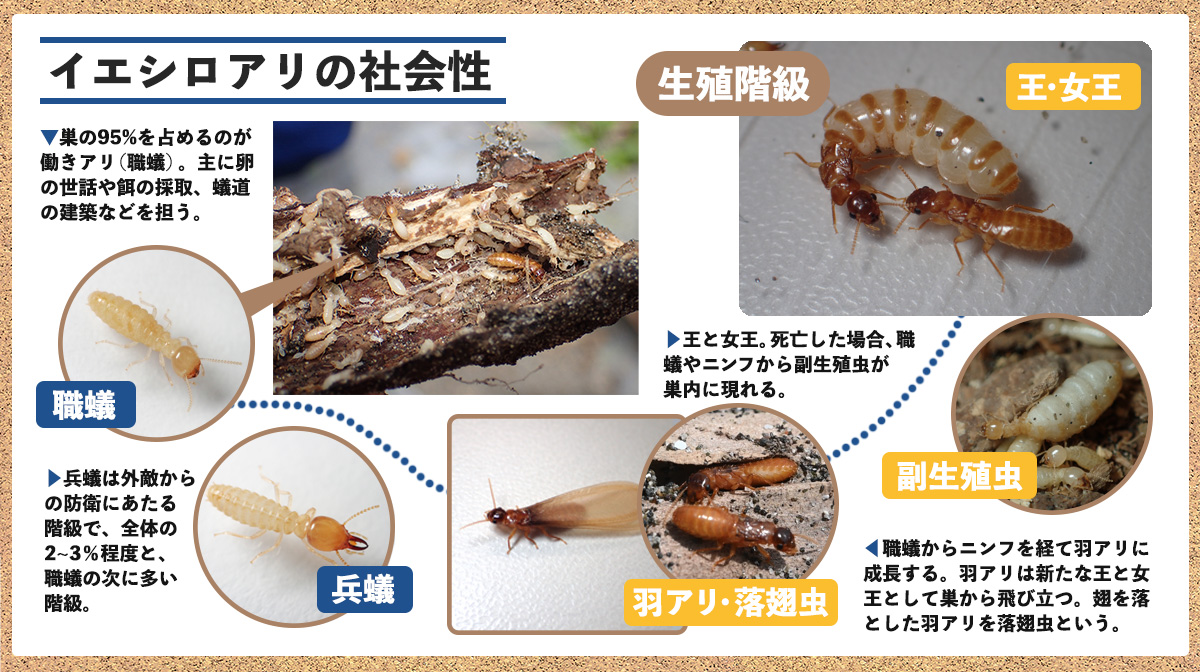 イエシロアリの社会性