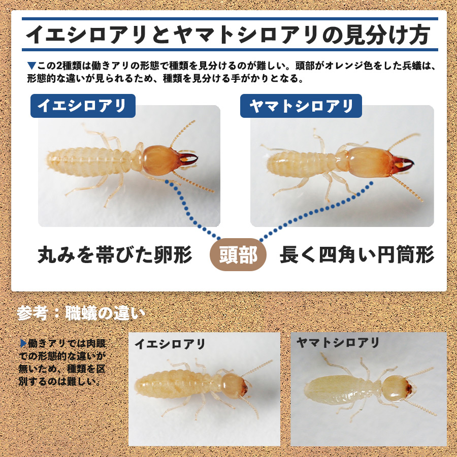 イエシロアリとヤマトシロアリの違い