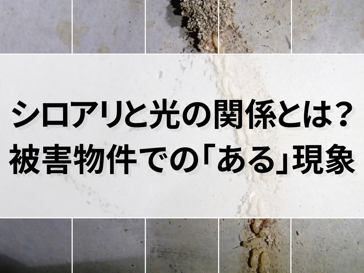 シロアリは光を嫌わない 偶然見つけた ある現象 とは シロアリ1番