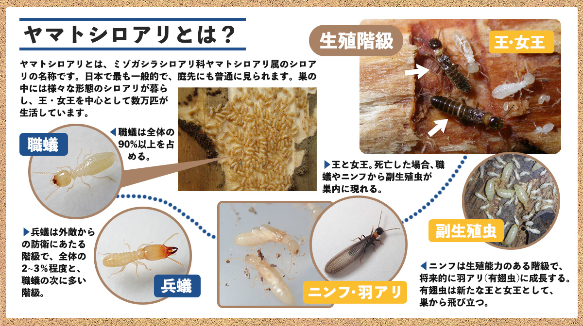 ヤマトシロアリの解説図。