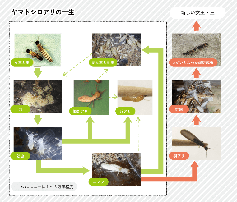 ヤマトシロアリの階級