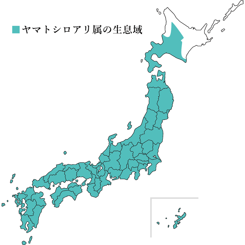 ヤマトシロアリの生息域