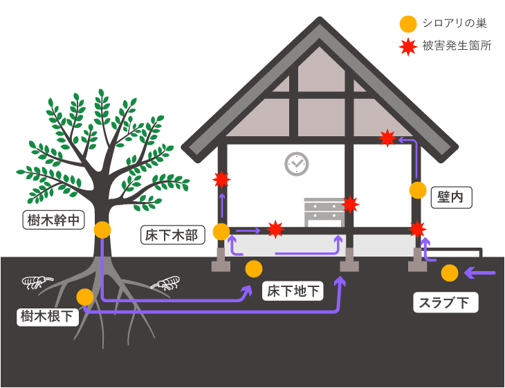 シロアリの侵入経路